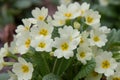 CommonÂ primrose, Primula vulgaris, pale yellow flowering plant